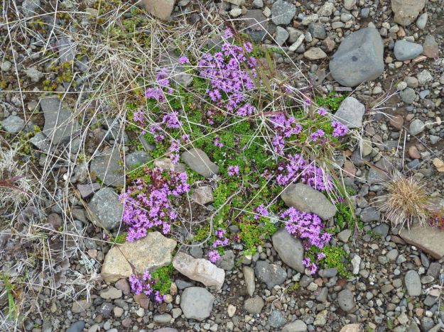 iceland-day-3-to-5-221